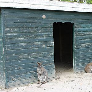 Wallaby stable