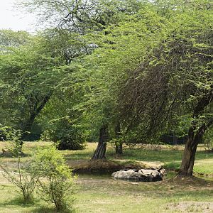 Greater One-Horned Rhinoceros Exhibit