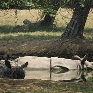 Greater One-Horned Rhinos