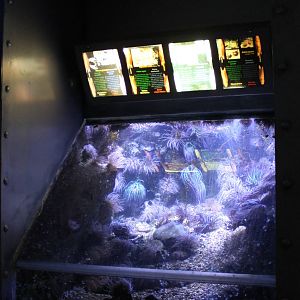 Sea anemone aquarium