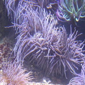 Sea anemones