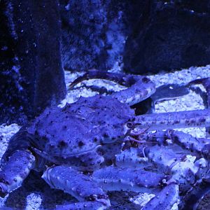 Crab-species
