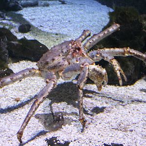 Crab-species