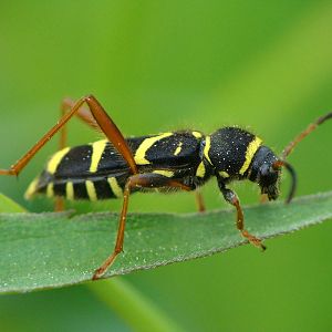 Clytus arietis