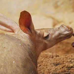 Aardvark