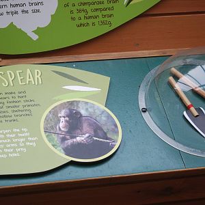 Chimpanzee Lookout educational material