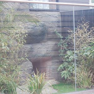 Slender-snouted crocodile outdoor enclosure