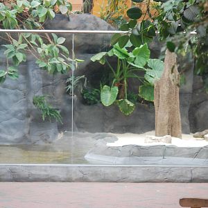 Slender-snouted crocodile indoor enclosure