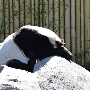 Like potential father...