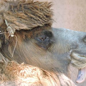 Bactrian Camel - Tilly