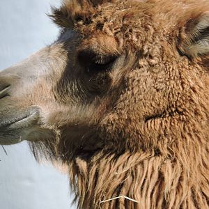 Bactrian Camel - Jozy