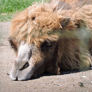 Bactrian Camel