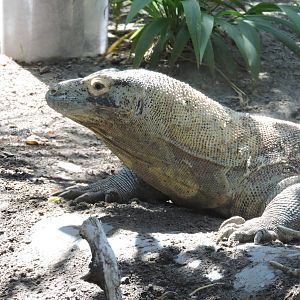 Komodo Dragon - Kilat