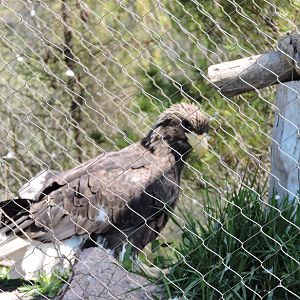 Stellar Sea Eagle - Zakhar