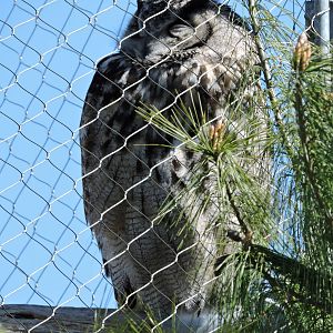 Eurasian Eagle Owl - Sheldon