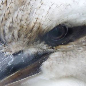 Kookaburra - Karee