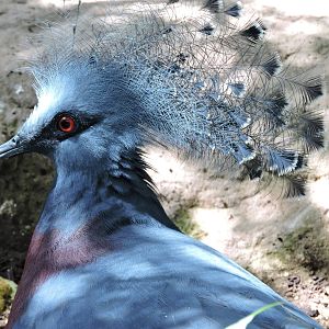Victoria Crowned Pigeon