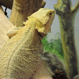 Bearded Dragon