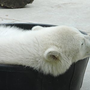 Polar Bear - Juno