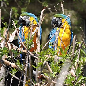 Blue and Gold Macaws