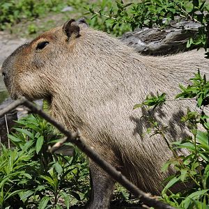 Capybara
