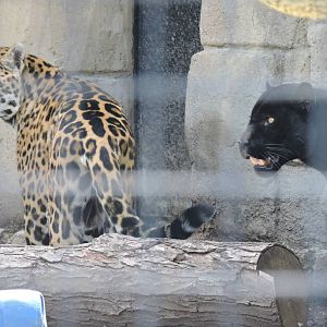 Jaguars - Luca and Zambucca