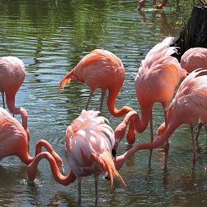 Flamingos
