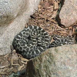Massassaga Rattlesnakes