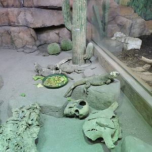 Chuckwallas and Whiptails