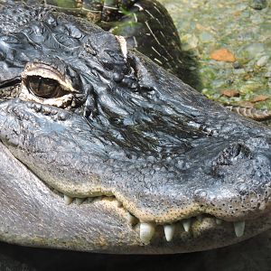 Alligator - Chuckles