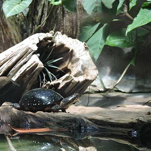 Spotted Turtle