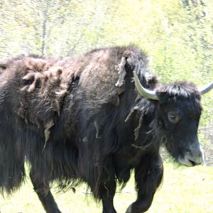 Yak