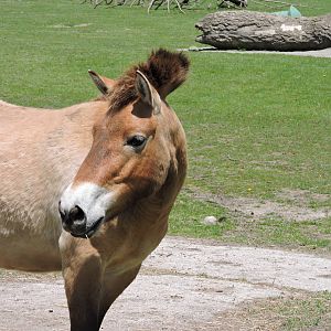 Przewalski's Horse
