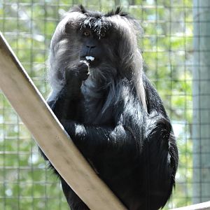 Lion Tailed Macaque