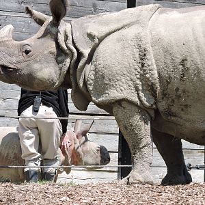Indian Rhinos - Nandu and Asha