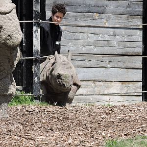 Indian Rhino - Nandu