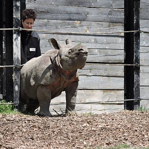 Indian Rhino - Nandu