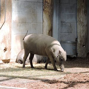 Babirusa