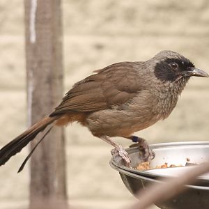 Masked Laughingthrush (Garrulax perspicillatus) at Paultons Park, May 2011