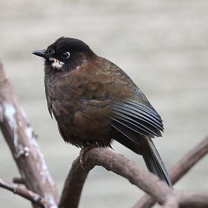 Black-faced Laughingthrush (Trochalopteron affine) at Paultons Park, May 20