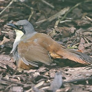 Rufous-vented Laughingthrush (Dryonastes gularis) at Beale Park, June 2009