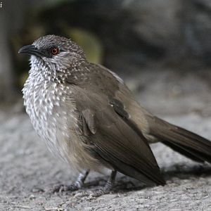 Arrow-marked Babbler (Turdoides jardineii), October 2009