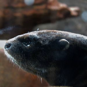 African Otter