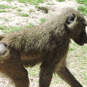 Baboon