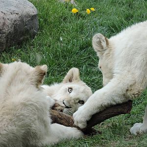 Lion cubs