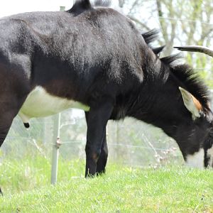 Sable Antelope - Puff Daddy