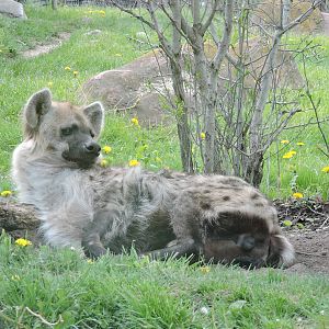 Hyena