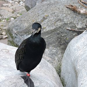 Cormorant