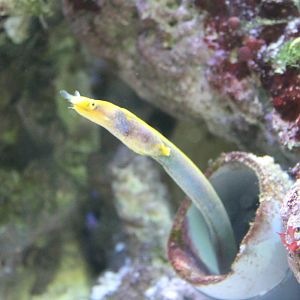 Leaf-nosed morey eel