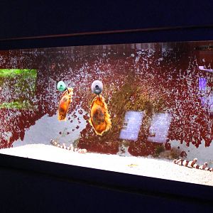 Aquarium Brown-banded bamboo shark / babies and eggs